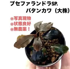 ◇特◇ブセファランドラSP.マエストロブルー（良株） #ブセさかな屋