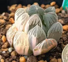 極上 ハオルチア オブツーサ錦 水中月錦⑥ 多肉植物 - メルカリ