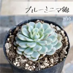 2026年最新】多肉植物 錦の人気アイテム - メルカリ