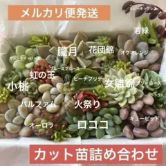 多肉植物カット苗詰め合わせＡ