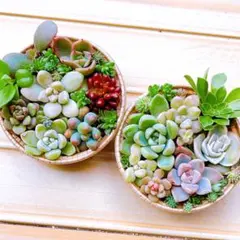 ⑤【メルカリ便】多肉植物　寄せ植え　そのまま飾れる　セダム【2個】