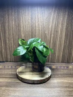 M様 リクエスト 5点 まとめ商品