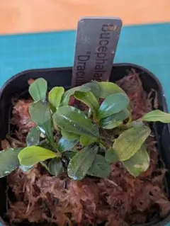 食虫植物 ハエトリソウ 大狼 子株 - メルカリ