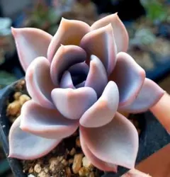 2025年最新】リラシナの人気アイテム - メルカリ