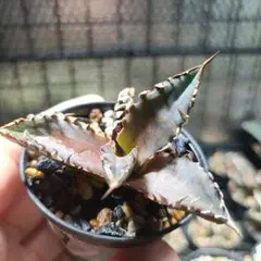 KEN　オテロイ　赤猫　ゴリ猫　超ボールタイプ　コンパクト　9 特選！アガベ チタノタ オテロイ レッドキャットウィーズル 赤猫
