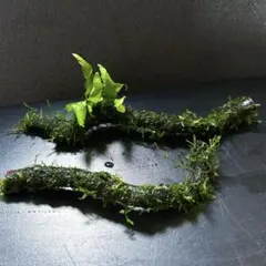 ウィローモス付き流木 2本セット 無農薬 メルカリ便 写真の現品 - メルカリ
