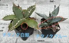 アガベ チタノタ白鯨1株 チタノタブルー1株 ベネズエラ2株 子株4株セットのサムネイル
