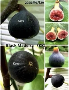 （結実実績あり）いちじく苗木★稀少種 Black Madeira (kk)のサムネイル