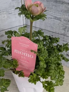 残り5株です!!【現品・ポットまま発送】超希少　アネモネ　momo20