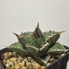 2026年最新】緑犀牛の人気アイテム - メルカリ