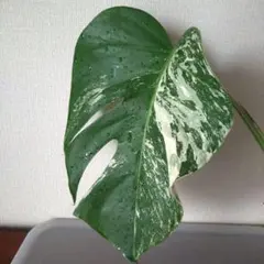 モンステラ ボルシギアナ ホワイトタイガー 斑入り ①