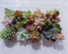 多肉植物 カット苗 寄せ植え セット⑤
