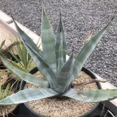 2025年最新】アガベ アメリカーナ 子株の人気アイテム - メルカリ