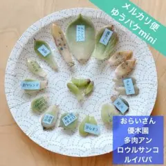 2026年最新】ルイパパの人気アイテム - メルカリ