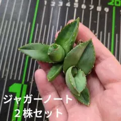 kunitaku様 リクエスト 4点 まとめ商品