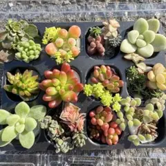 多肉植物 カット苗 セット！
