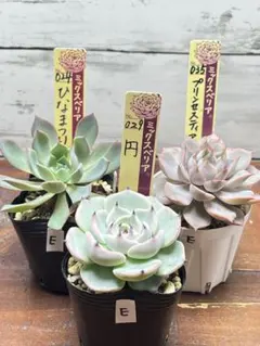 2025年最新】ミックスベリア 円の人気アイテム - メルカリ