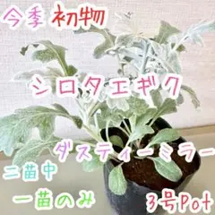 シロタエギ 苗 今季 初物 シルバーリーフ 白妙菊 一苗のみ価格