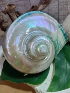 夜光貝 置物 (大) 真珠層仕上げ ☆沖縄海族☆ - メルカリ