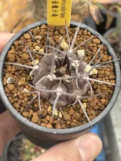 魔天竜 実生 大株 鉢植えメルカリ便送料込み 2025年最新】守金魔天竜の人気アイテム - メルカリ