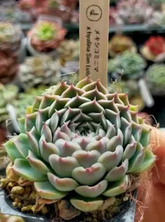 メキシコミニマ　ヒアリナラパス　りこさん　土付き発送　チームnicori