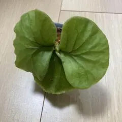 ビカクシダ　リドレイのサムネイル