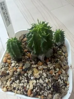 多肉植物 ユーホルビア ゼブラホリダ カキコ自根 - メルカリ