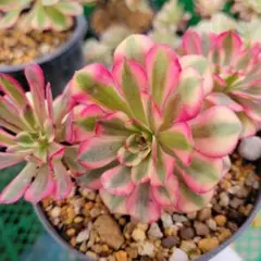 速達。雪様 リクエスト 2点 まとめ商品