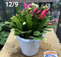 デンマークカクタス　紅白　5寸鉢ごと 苗　植物