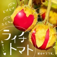 riri様専用のサムネイル
