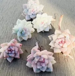 多肉植物　パミールローズ錦　カット苗 6苗 セット　エケベリア韓