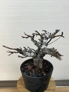 2026年最新】ボスウェリア ネグレクタの人気アイテム - メルカリ