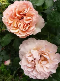 ☆新品未使用☆D'ORSAY☆ドルセー R.B. 楽園の薔薇☆ローズ パラディ