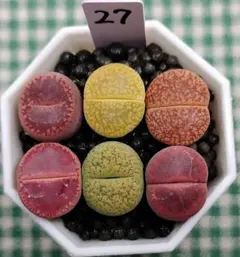 りうま(プロフィールお読みください)様 リクエスト 2点 まとめ商品