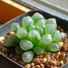 ハオルチア オブツーサ 美株 現物 ぷっくりツヤツヤです