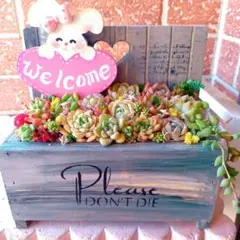 ❤️多肉植物❤️そのまま飾れる寄せ植え❤️ねこちゃんHouse
