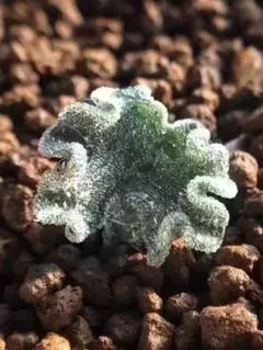 マ*ロ様 1474特選 珍奇植物 霧氷玉 エリオスペルマム・チタノプソイデス大株のサムネイル