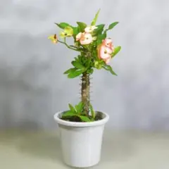 【一起園芸】花麒麟・ハナキリン「八福神」鉢花01◆多肉植物系・人気の鉢花です◆のサムネイル