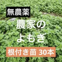 2026年最新】よもぎ 苗の人気アイテム - メルカリ