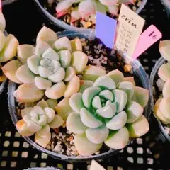 2025年最新】錦玉園の人気アイテム - メルカリ