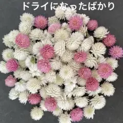 小さめ☆千日紅ドライフラワー120輪 No.32 - メルカリ