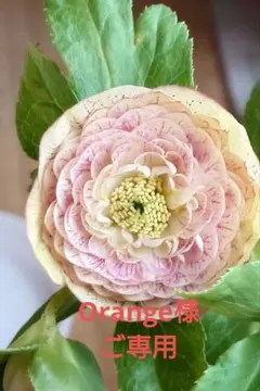 Orange様ご専用 種