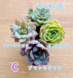 【レア品種】☆4種類☆多肉植物4苗セット 土・根付きのサムネイル
