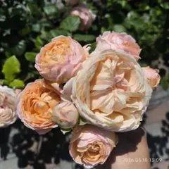 AUScot 3.5号 ER 芽接ぎ苗 バラ イングリッシュローズ - メルカリ