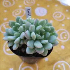 クゥとチャチャ様 リクエスト 4点 まとめ商品