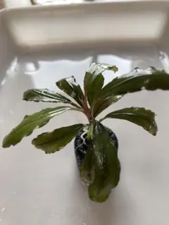 ipponnhimawari様 リクエスト 2点 まとめ商品