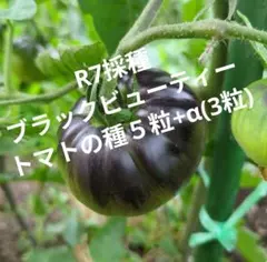 プチプチ様 リクエスト 2点 まとめ商品