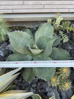 2025年最新】オバティフォリア フロスティブルーの人気アイテム - メルカリ