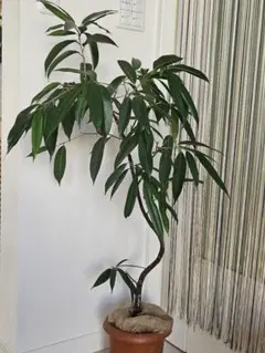 大型観葉植物 パキラ 福岡、佐賀、長崎、熊本 - メルカリ
