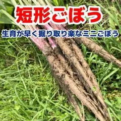 【ぶぅ様専用】短形ごぼう の種 100粒+α ゴボウ 牛蒡